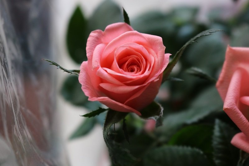 Ce Ne Una In Fiore Due In Chi Corre