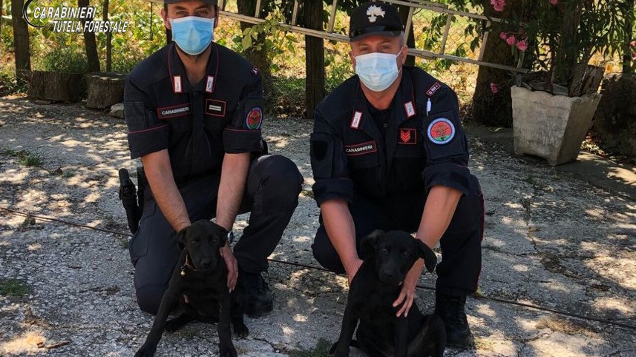 Ripreso dalle telecamere mentre abbandona due cuccioli di cane - Vimarsana News