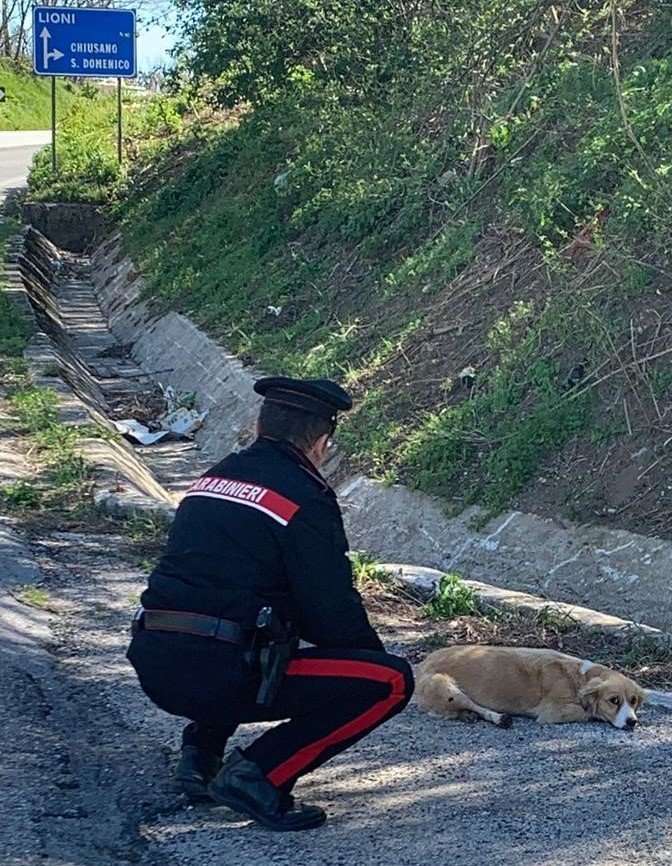 Chiusano, cane investito salvato dai carabinieri – Corriere dell'Irpinia